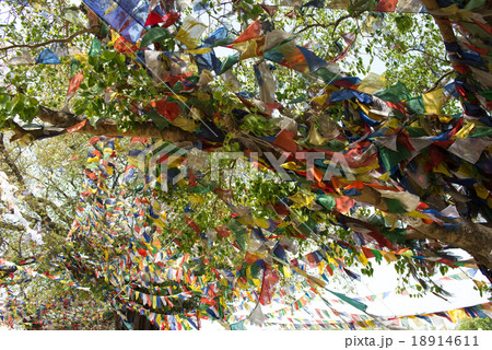 ネパール　ルンビニ　五色の旗　タルチョ 18914611