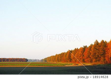 カラマツ防風林 カラマツ防風林 18914628