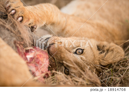 Eye focus shot of lion cub eating 18914708