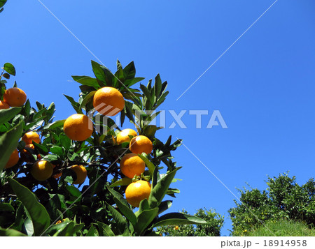 みかん 18914958