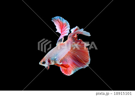 betta, fighting fish half moon betta, fighting fish half moon 18915101