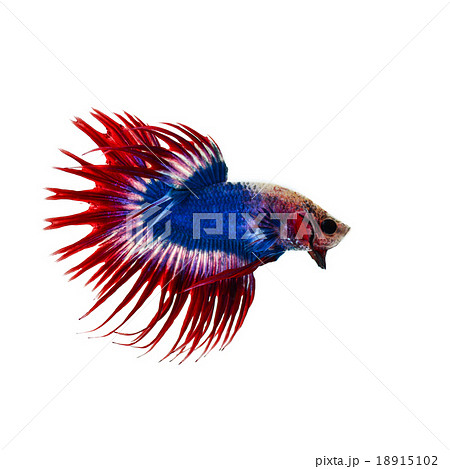 betta fish 18915102