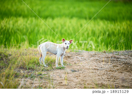 young dog standing 18915129