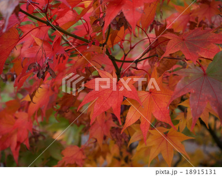 紅葉の季節 紅葉の季節 18915131