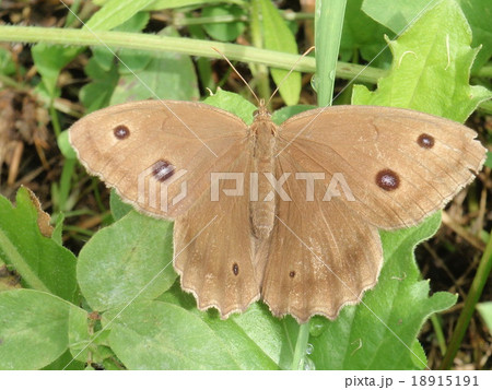 ジャノメチョウの表側 18915191