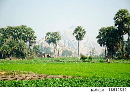 インド　ブッダガヤー　前正覚山の麓 18915356