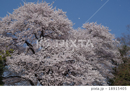 花びら舞う桜 花びら舞う桜 18915405