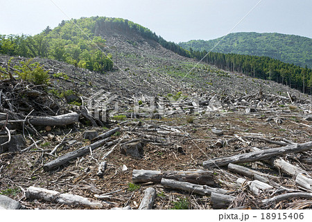 森林伐採 環境破壊 地球温暖化の写真素材