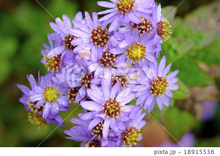 ノコンギク ノコンギク 18915536