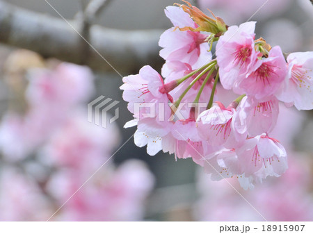 熱海寒桜 18915907