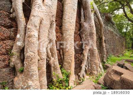 Big tree roots at Preah Khan temple, Siem Reap Big tree roots at Preah Khan temple, Siem Reap 18916030