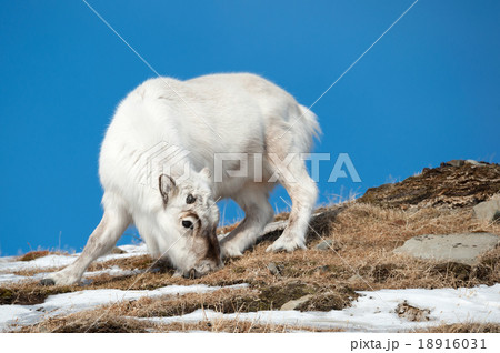 Wild reindeer, Spitsbergen, Svalbard, Norway 18916031