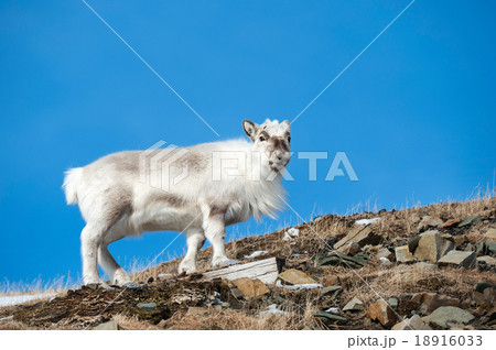 Wild reindeer, Spitsbergen, Svalbard, Norway 18916033