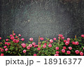 Pink roses in front of old vintage black wall 18916377