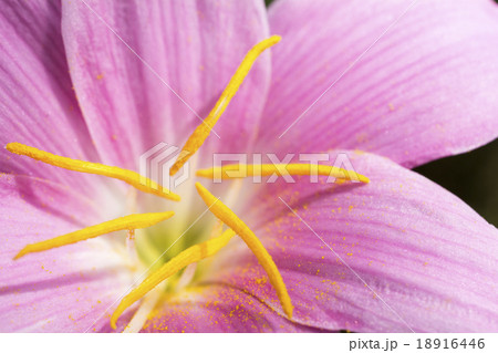 サフランモドキの花 18916446