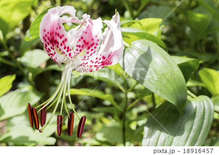 カノコユリの花 18916457