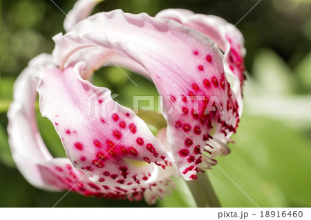 カノコユリの花のアップ 18916460