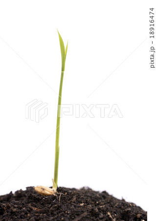 もち米の新芽 18916474