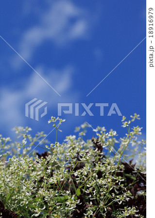 ユーフォルビア・ダイアモンドフロストの花と青空 ユーフォルビア・ダイアモンドフロストの花と青空 18916979