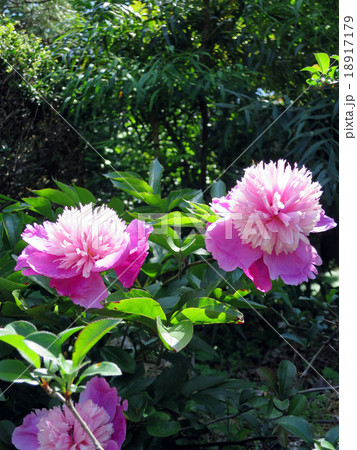 ボタンの花 ボタンの花 18917179
