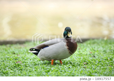 male mallard 18917557
