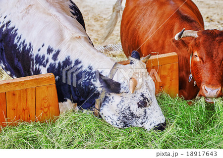 Farm animal. Close up portrait of cow in stable. Farm animal. Close up portrait of cow in stable. 18917643