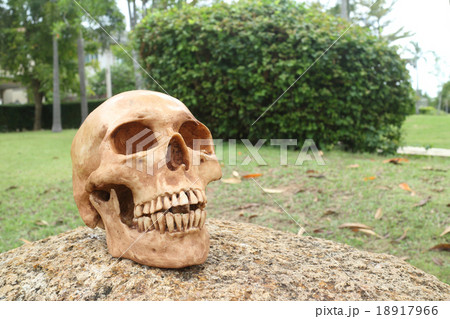 zombie skull rising out from the ground zombie skull rising out from the ground 18917966