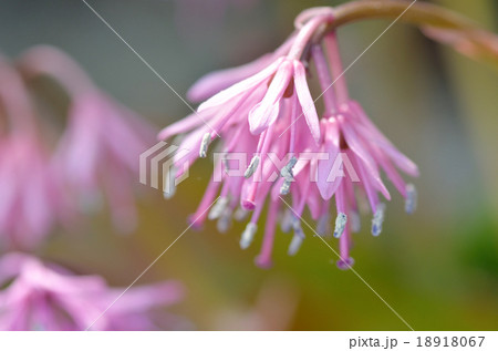 花 山野草 ショウジョウバカマ 花 山野草 ショウジョウバカマ 18918067