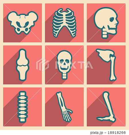 Set flat icons with long shadow human skeletonのイラスト素材 [18918266] - PIXTA