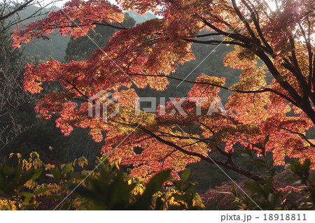 京都　円山公園の紅葉 18918811