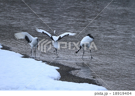 真冬のタンチョウの舞い 18919404