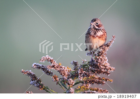 ホオアカ ホオアカ 18919407