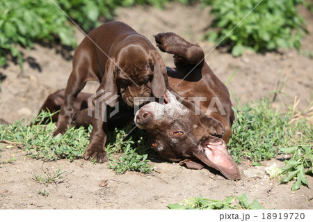 Amazing bitch playing with its puppies Amazing bitch playing with its puppies 18919720