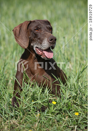 Beautiful bitch of German Shorthaired Pointer Beautiful bitch of German Shorthaired Pointer 18919729