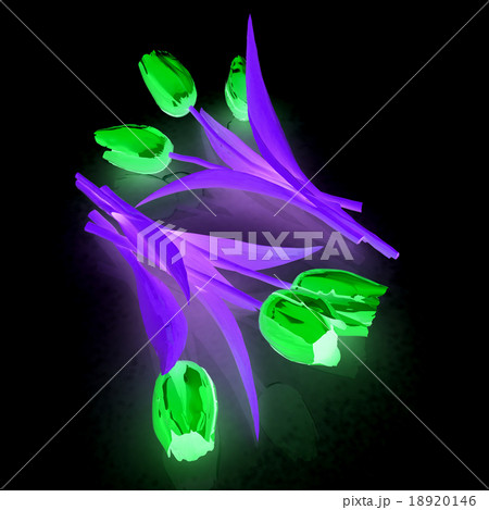 Tulip flower 18920146