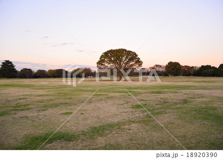 公園中央に公園シンボルツリーの大けやき 18920390