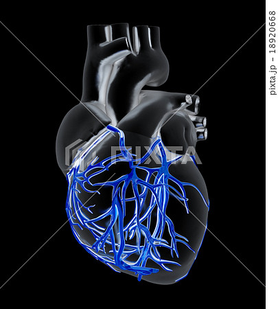 Human heart Human heart 18920668