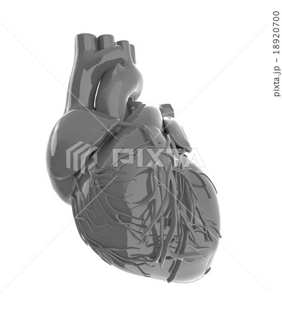 Human heart 18920700