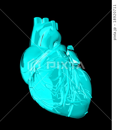Human heart 18920711