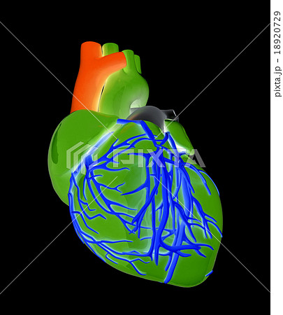 Human heart Human heart 18920729