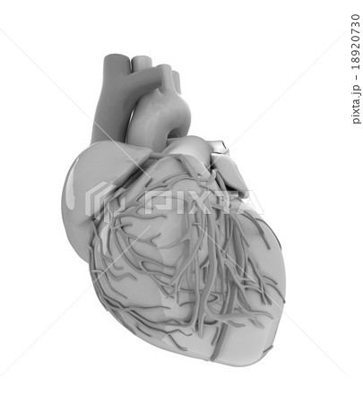 Human heart Human heart 18920730