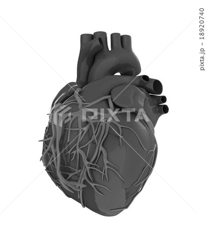 Human heart 18920740