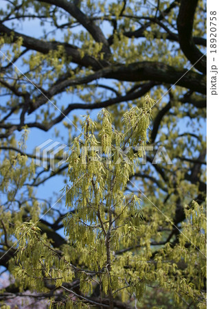 椚 クヌギの花 花言葉は たくわえ の写真素材 1758