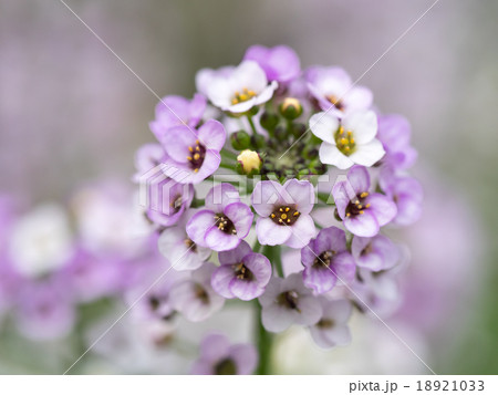 冬の花壇の可愛いスイートアリッサムの写真素材