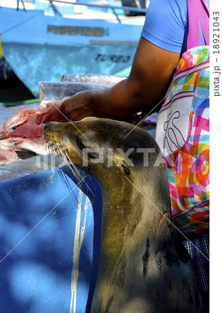 ぼくのご飯まだ？ガラパゴスのアシカ 18921043