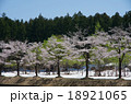 越後湯沢・岩原の桜並木（雪と桜と新緑と） 18921065