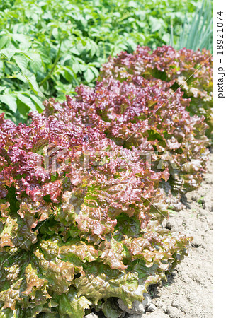 多種類の野菜が育つ5月の畑(サニーレタス、開花中のジャガイモ、長葱) 多種類の野菜が育つ5月の畑(サニーレタス、開花中のジャガイモ、長葱) 18921074