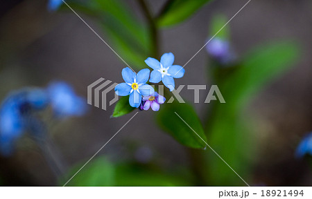 Blooming forget-me-not flowers Blooming forget-me-not flowers 18921494