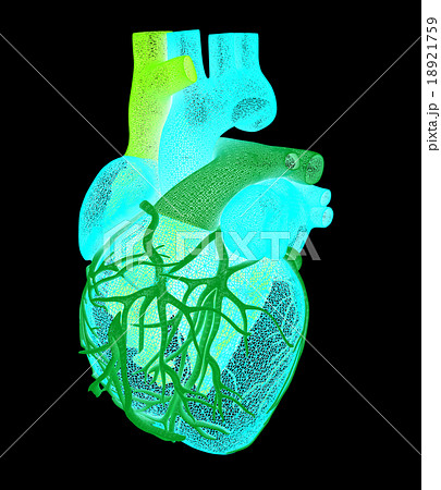 Human heart Human heart 18921759