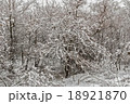 beautiful trees in a fluffy snow 18921870